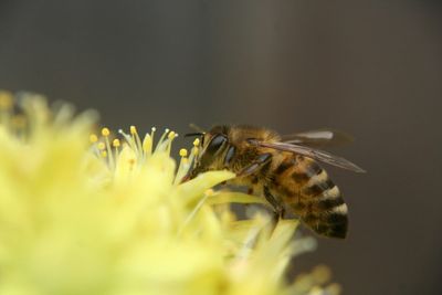 This “Cheap Pollinator Trick” Is Backfiring — What Homeowners Should Do Instead