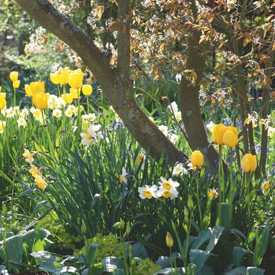 The RHS is urging gardeners to check their gardens for a rare, pink daffodil this spring