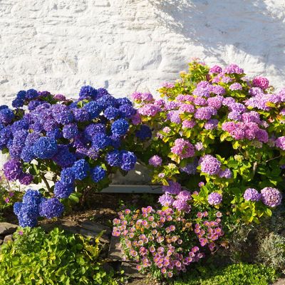 4 major hydrangea pruning mistakes to avoid in spring – and what to do instead for bigger, brighter blooms this year