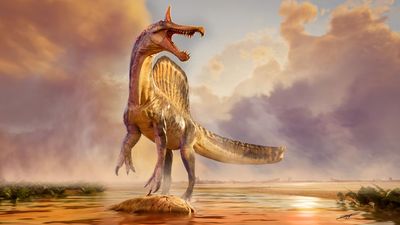 95 million-year-old Spinosaurus had a scimitar-shaped head crest and waded through the Sahara's rivers like a 'hell heron'