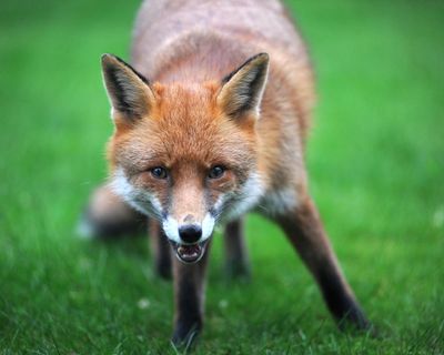 Country diary: Was this the fox version of a ‘come-hither’ smile?