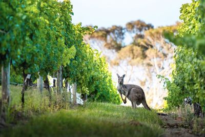 Australia’s famous wine region that has much more to offer than vineyards