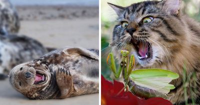 People Chose These 50 Animal Photos As The Best In Photocrowd’s Competition