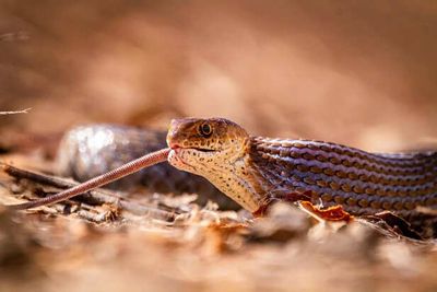 10 Signs To Recognize Snakes With Extremely Potent Venom