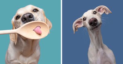 49 Expressive Pet Photos By Elke Vogelsang That Perfectly Capture Dogs’ Personalities
