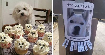 Dogs Being Dogs: 85 Candid Moments From This Page