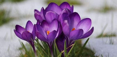 Crocuses are blooming early – here’s what this means for nature