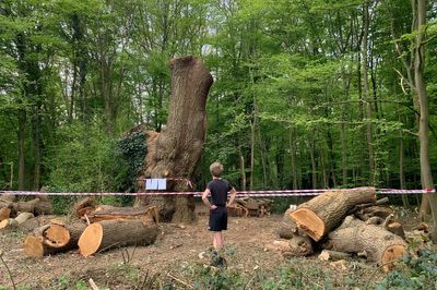 Ancient oak felled by Toby Carvery in Enfield was alive when it was cut down, investigation finds