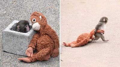 How an abandoned, plush-loving macaque became the most beloved monkey on the internet