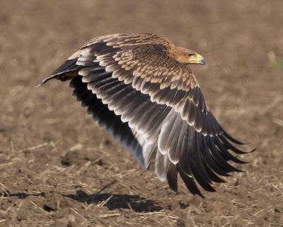 No trees, no food, shot for fun … yet Serbia’s imperial eagles are making an improbable return