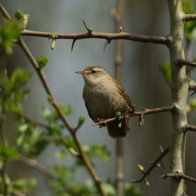 Wrens will flock to your garden if you use this type of bird box – fill your garden with beautiful birdsong this spring