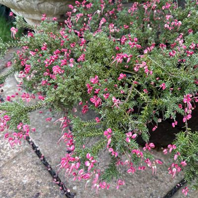 As a Gardens Editor, this is the flowering filler plant I recommend to anyone looking for stunning late winter blooms