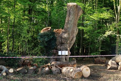 Ancient oak tree felled by Toby Carvery owner was still alive, investigation finds