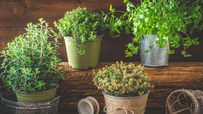 7 Beautiful Herb Border Ideas Inspired by Walled Gardens – And All Easy to Recreate at Home