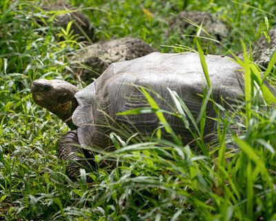 Floreana giant tortoise reintroduced to Galápagos island after almost 200 years
