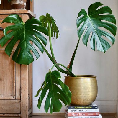 How to multiply your monstera for free – the budget-friendly propagation trick for even more houseplants