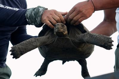 Photos of young tortoises bred to return to the home of their ancestors on the Galapagos
