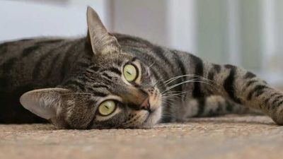 Can Cats Recognize Their Names Or Do They Just Ignore Us?