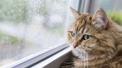 5 Signs Your Pet Is Secretly Smarter Than You Think