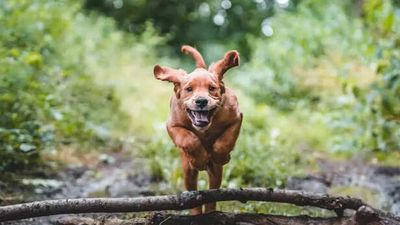 Can Pets Sense Depression In Humans?