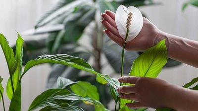 What to Do With a Peace Lily in February – The 5-Minute Midwinter Reset That Brings It Back to Life