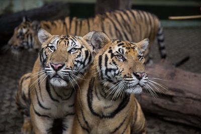 Thailand races to contain outbreak of deadly feline virus after 72 tigers die in tourist parks