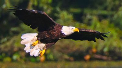 ‘The most American thing I’ve ever heard’: Bald eagles are getting lead poisoning from eating bullets