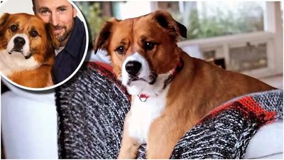 Meet Chris Evans Beloved Dog Dogger: The Pup Who Stole The Heart of Captain America