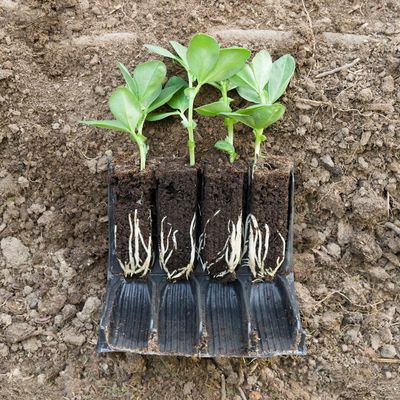 Rootrainers are a must-have for strong seedlings – they're ideal for sweet peas and beans
