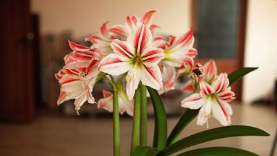 5 Easy Steps to Storing Amaryllis Bulbs – Skip Them and You Risk Losing Next Year’s Blooms