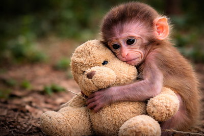 When A Soft Toy Becomes A Mother: The Heartbreaking Video Of A Baby Monkey The Internet Cannot Forget