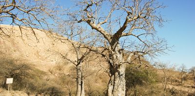 Killer beetles in the baobabs: researcher warns of risk to African trees