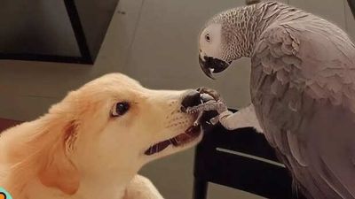 How smart are parrots compared to dogs?
