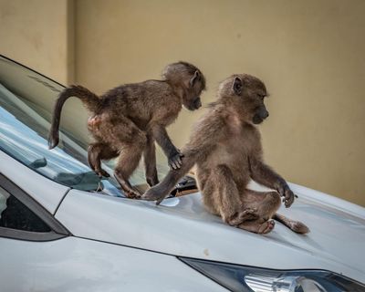 ‘That’s a losing battle’: baboon incursions cause tense human-wildlife standoff in Cape Town