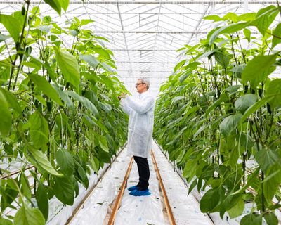 ‘It’s a ticking timebomb’: food producers sound alarm on rise in energy charges