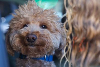 Dog abandoned at airport check-in finds forever home