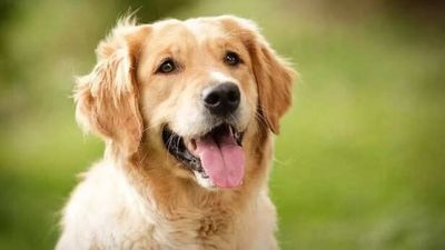 The most intelligent dog breeds ranked; here’s all you need to know