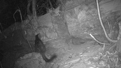 Cute marsupial went missing from Australian wildlife sanctuary for 80 years – but thanks to a well-placed trail camera, we know it’s back