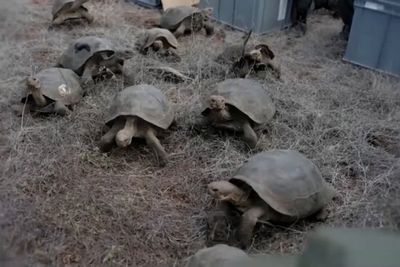 Giant tortoises take first steps on Galápagos island after nearly 200 years