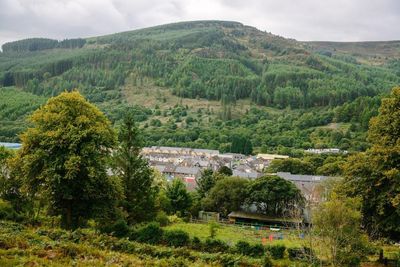 How a Welsh village saved its forest … and its future