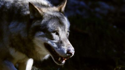 Growing wolf population pushes France to rethink livestock protection laws