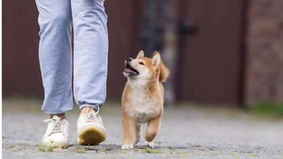 Why Your Pet Follows You Everywhere And What It Really Means