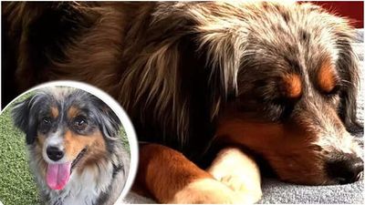 Meet Harper: A Rescued Australian Shepherd Who Found Her Lost Spark and Forever Home After 6 Months Of Training