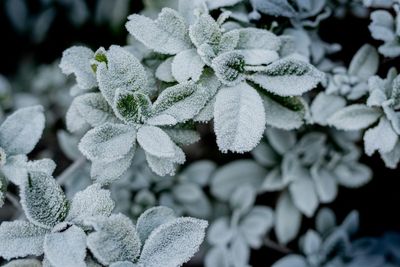 This DIY Cold Frame Design Is Collapsing Under Snow — And Causing Injuries