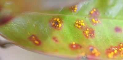Good fungus may one day help save plants from bad fungus like deadly myrtle rust disease