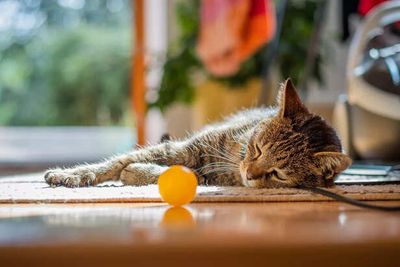 Can Cats Be Mindful? A Deep Dive Into Feline Stress & Meditation Sounds