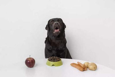 Why Dog Owners Are Switching To Fresh And Clean Label Food In 2026 ?