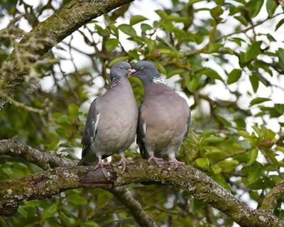 Country diary: Wood pigeon courtship rituals are straight out of Bridgerton