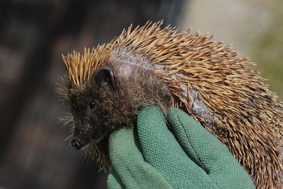 Hands off hedgehogs, say experts as prickly critters return from hibernation