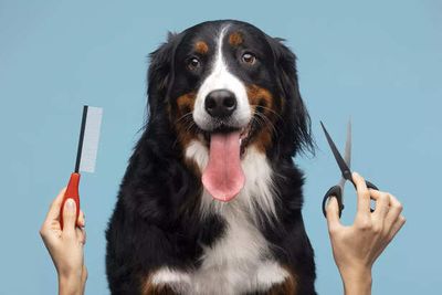 The Truth About Dog Grooming Services And Why They Matter